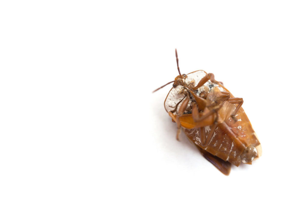 How To Identify and Get Rid of Bed Bugs