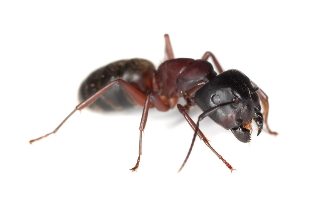 How To Identify and Get Rid of Ants