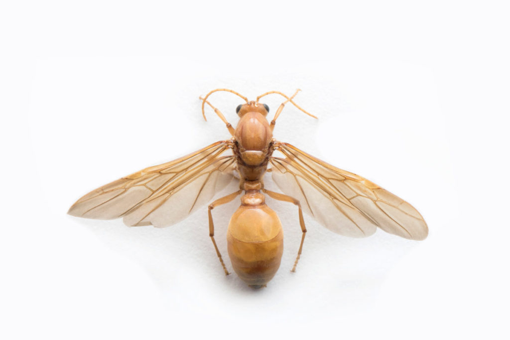 subterraneantermite