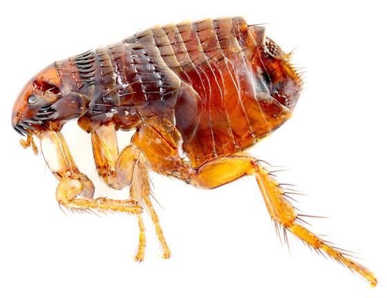 cat flea