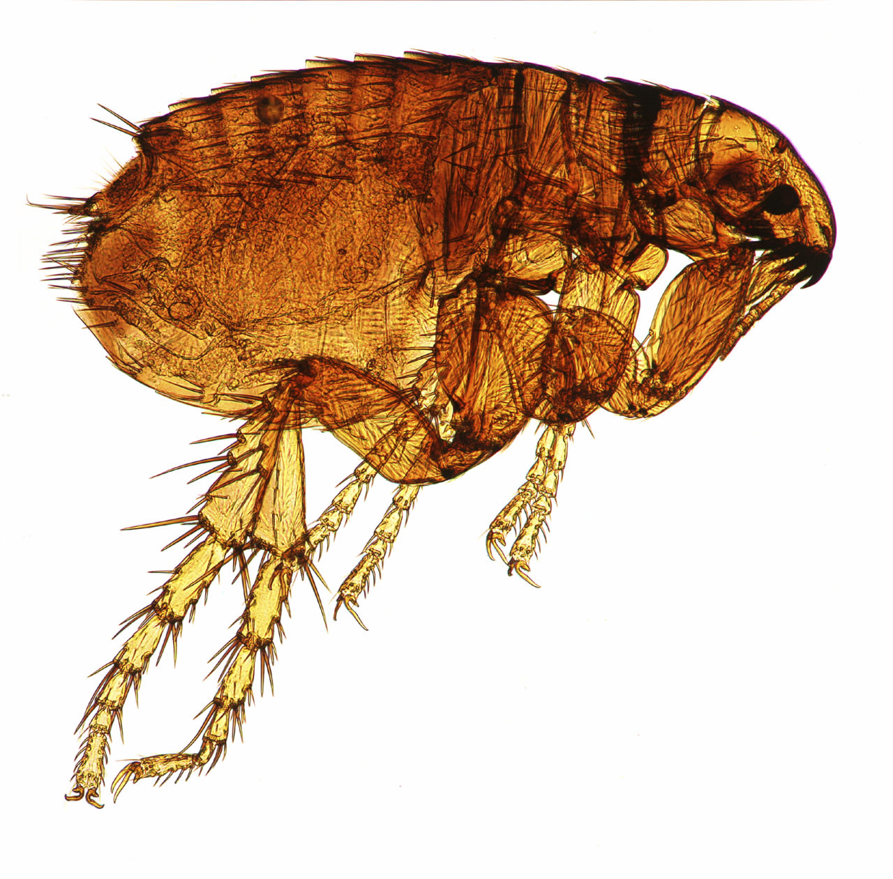 How To Identify and Get Rid of Fleas - Western Exterminator